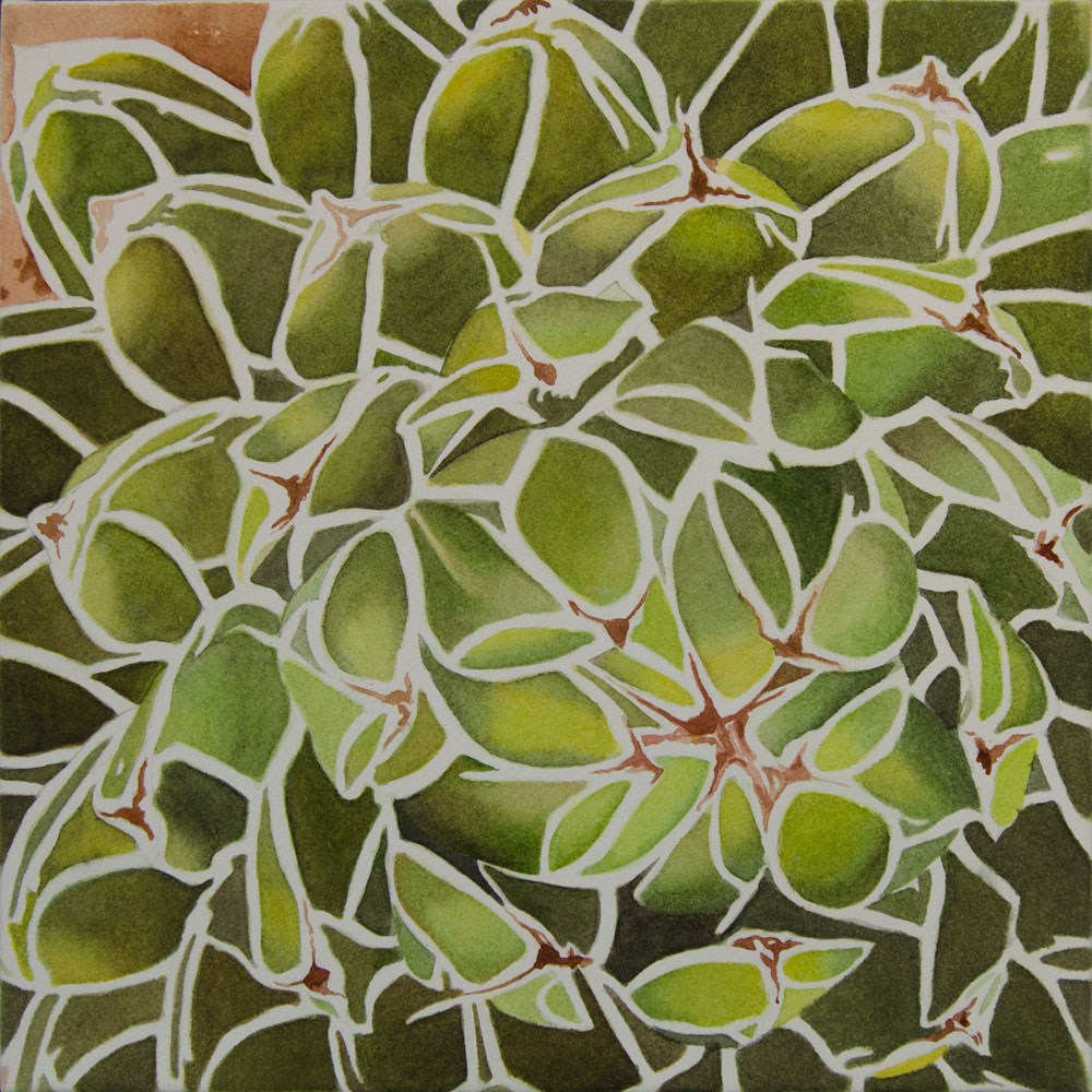 12X12Agave-victoriae-reginae1