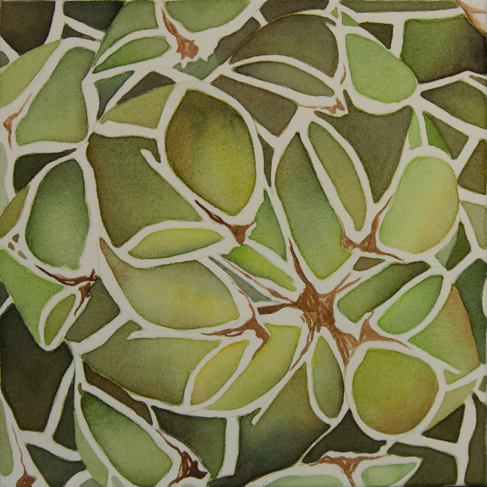 12X12Agave-victoriae-reginae2