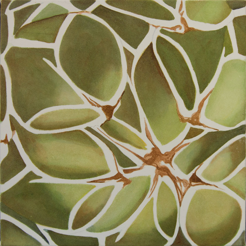 12X12Agave-victoriae-reginae_3