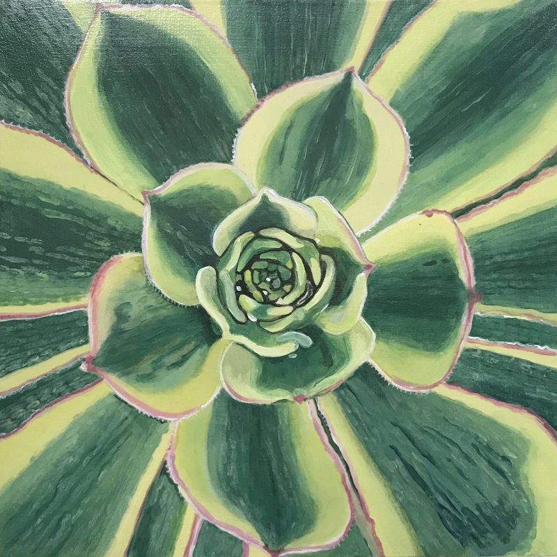 Aeonium_Sunburst8X8